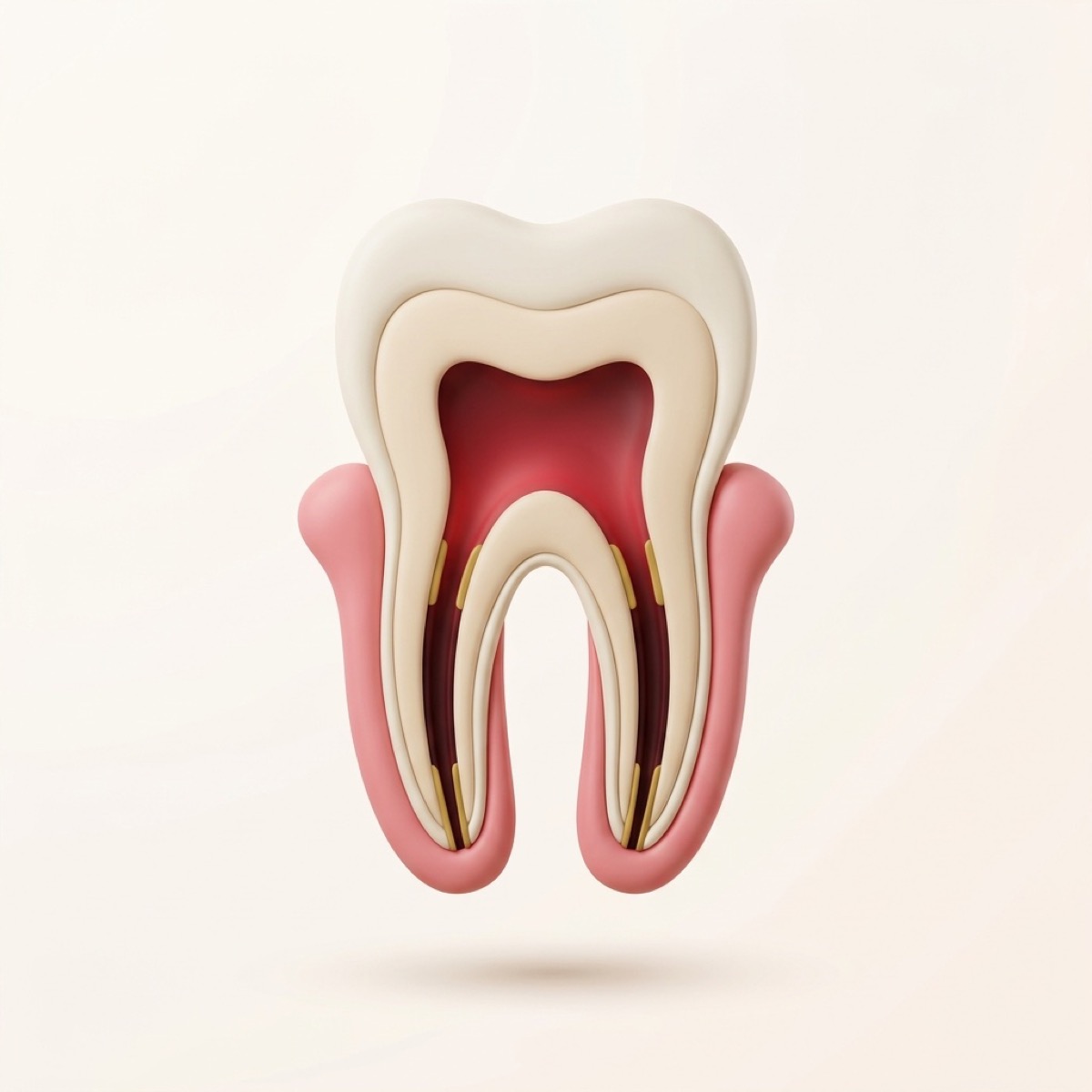 Illustration of a molar cut in half, showing the root canals inside the tooth